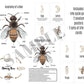 The Honey Bee - Digital Download