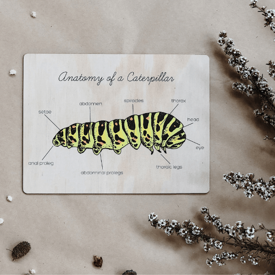catterpillar anatomy