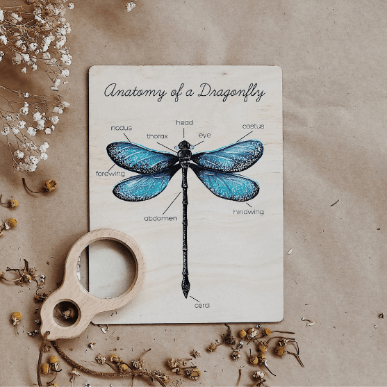 dragonfly anatomy